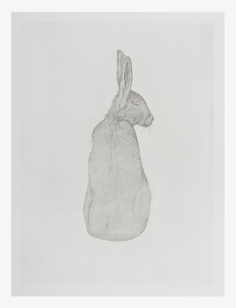 Valerie-hammond Hare - Sketch, transparent png