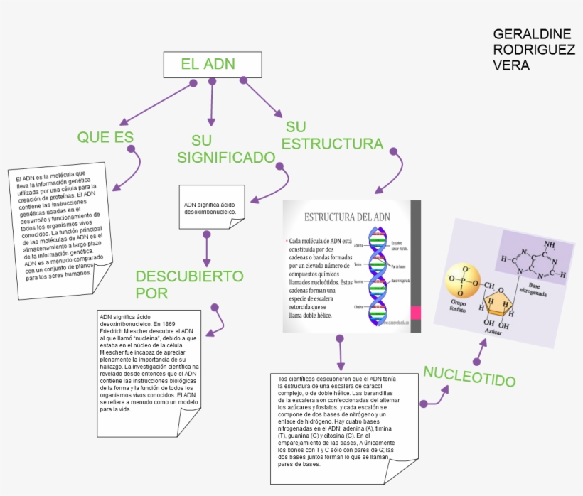 Untitled Que Es El Adn Es La Molécula Que Lleva La - Radical, transparent png