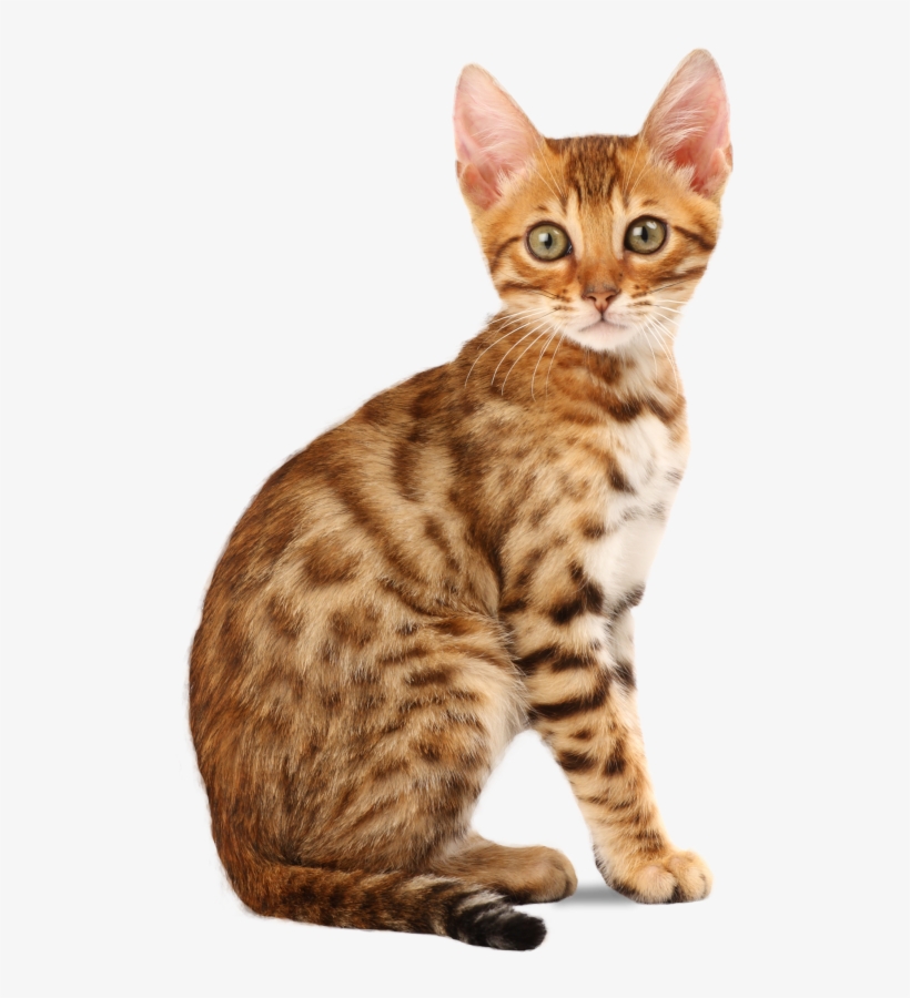 Meet Our Lovely - Bengal Cat Png, transparent png