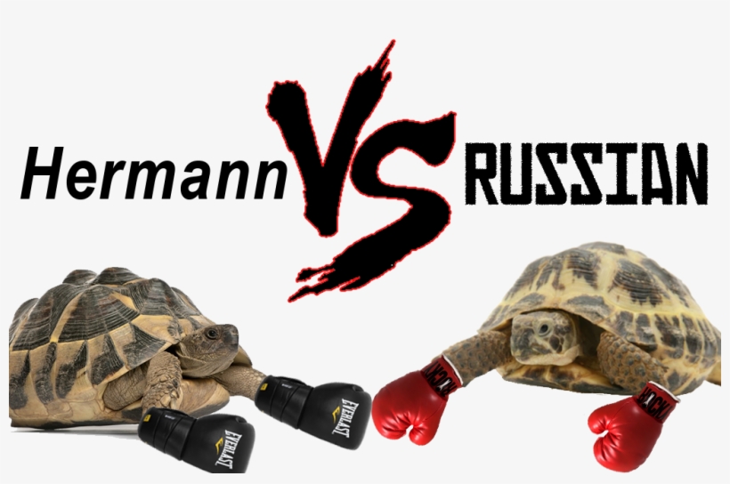 Hermann Vs Russian Tortoise - Hermann's Tortoise Vs Russian Tortoise, transparent png