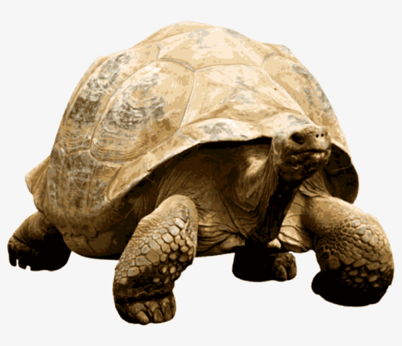 Animals - Tortoises - Tortuga Gigante Png, transparent png