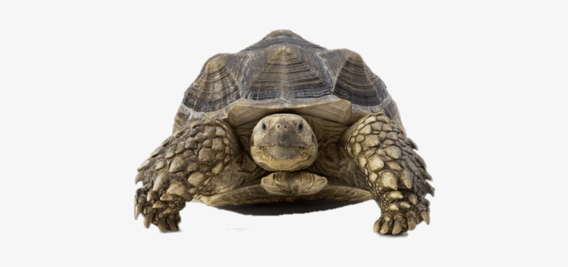 Tortoise Front View - Desert Tortoise Solar, transparent png