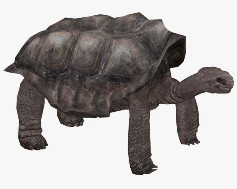 Pinta Island Tortoise - Pinta Island Tortoise Png, transparent png