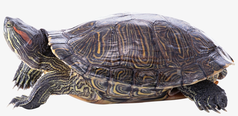 Turtle Png - Turtle, transparent png
