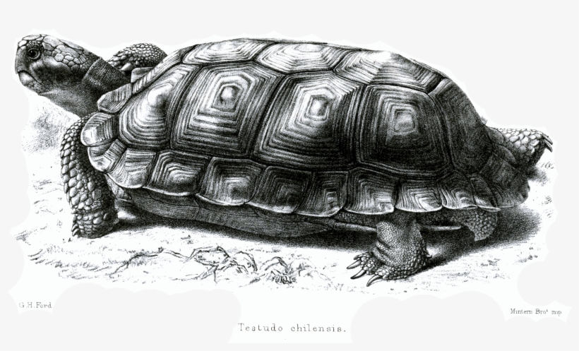 File - Testudochilensisford - Chaco Tortoise, transparent png