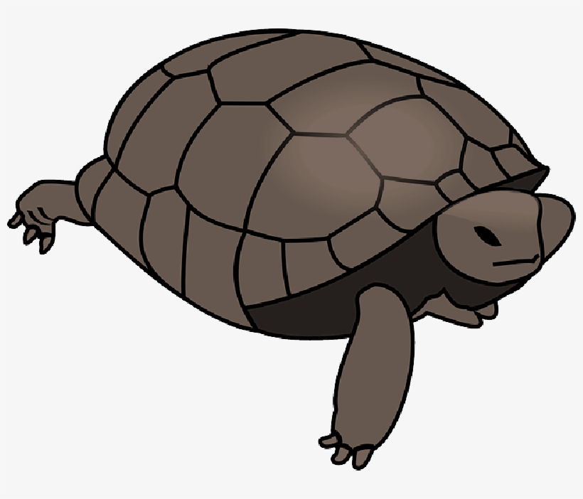 Mb Image/png - Turtle Clipart Vector, transparent png
