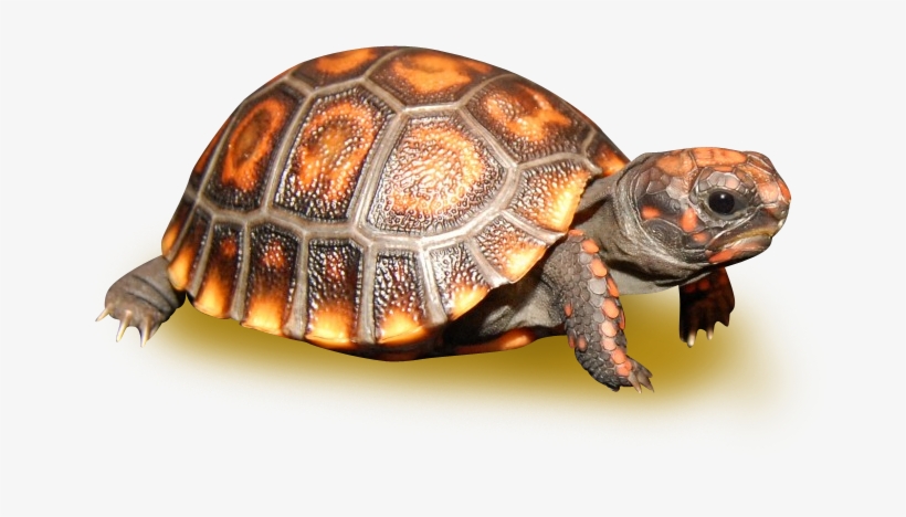 Black Cherry Head Red Footed Tortoise - Cherry Headed Tortoise, transparent png