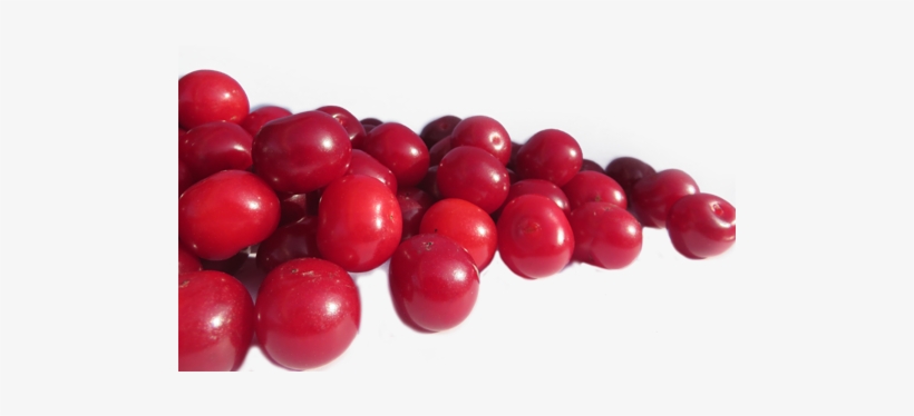 Dwarf Sour Cherries & Sour Cherries - Sour Cherries Png, transparent png