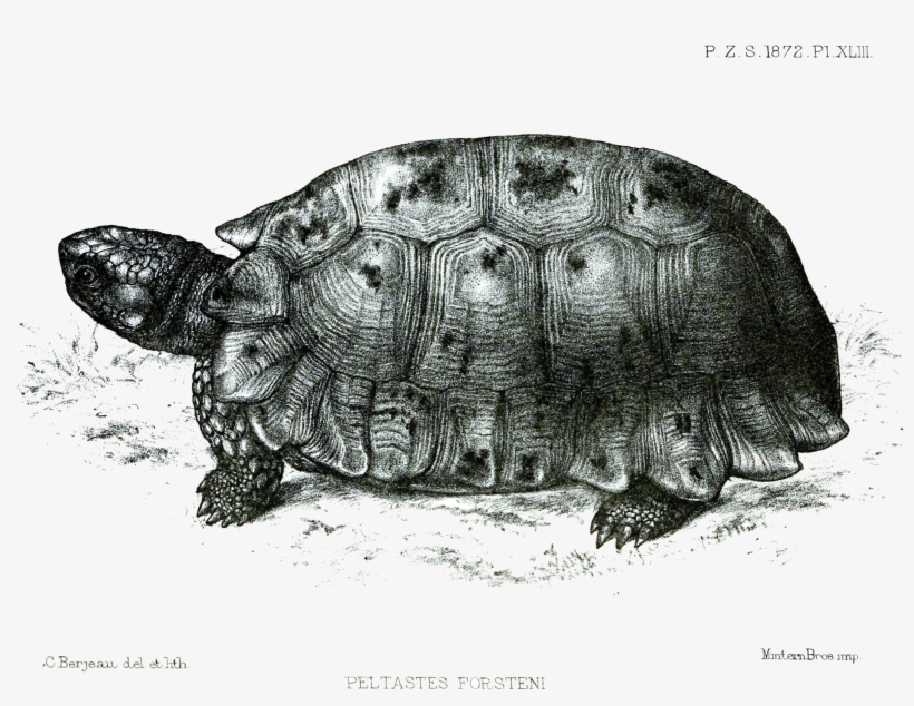 File - Peltastesforsteniford - Forsten's Tortoise, transparent png