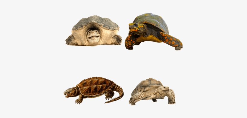 Prehistoric Turtle Shower Curtain, transparent png