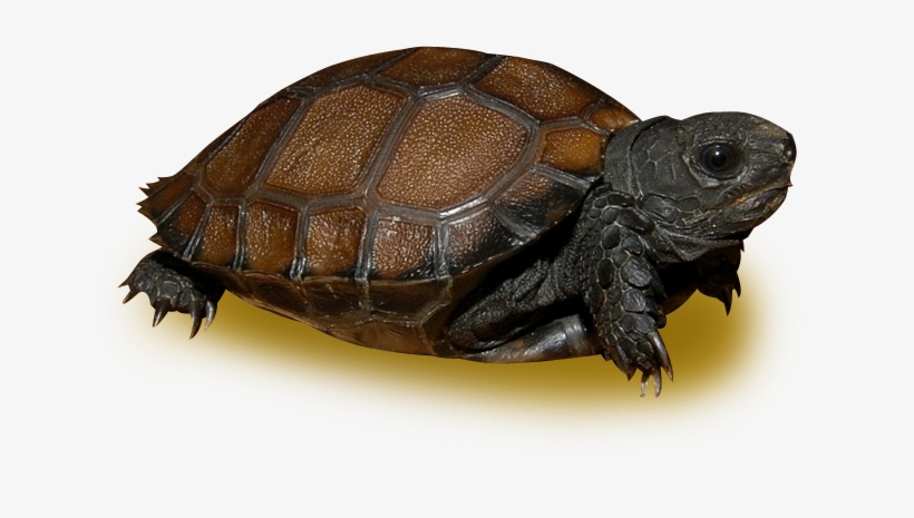 Burmese Black Mountain Tortoise - Asian Forest Tortoise, transparent png