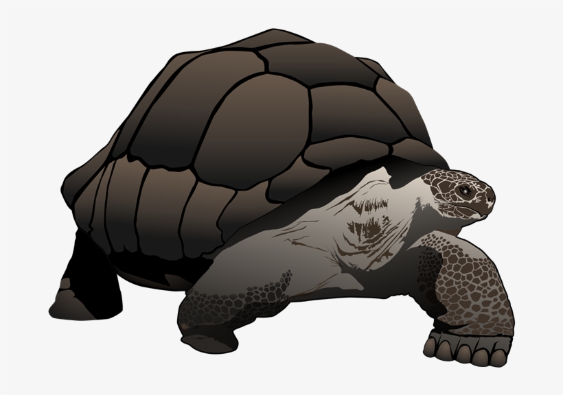 Tortoise Clipart - Zazzle Galápagos/galapagos Giant Tortoise Large Tote, transparent png