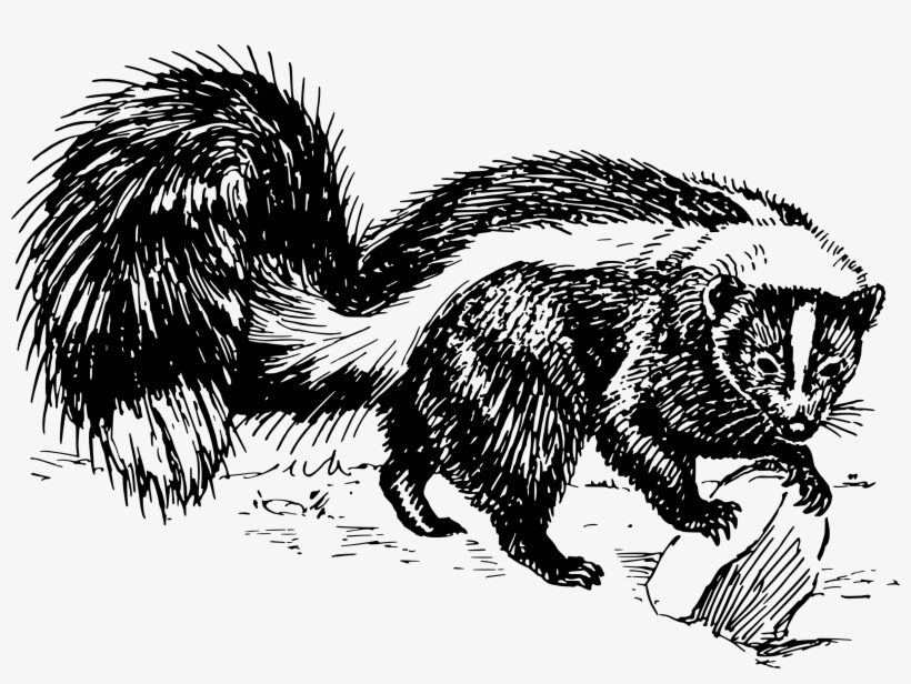 Skunk Png, transparent png