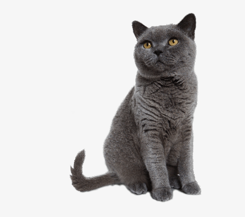 Grey Cat Sitting Transparent Background Image Svg Black British
