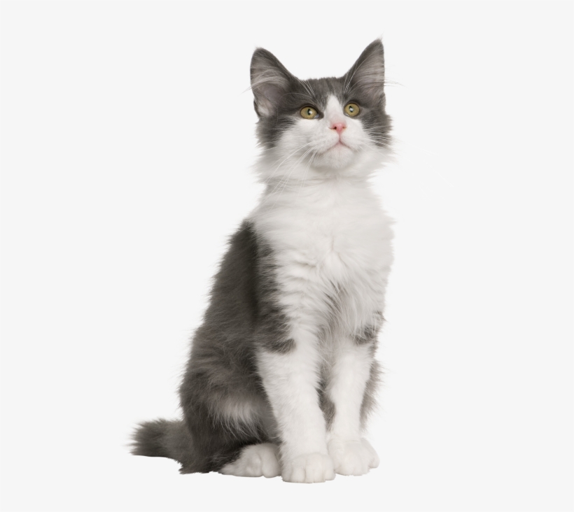 Norwegian Forest Cat 4 Months, transparent png
