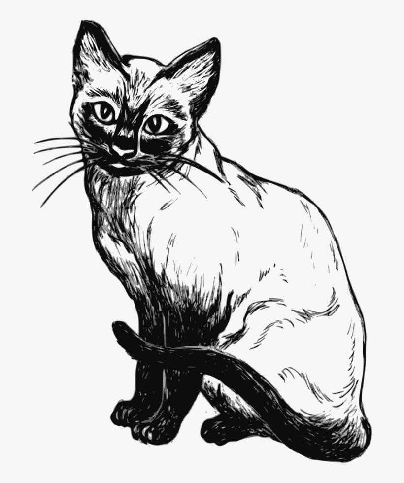 Siamese Cat Drawing Clip Art At Clker, transparent png