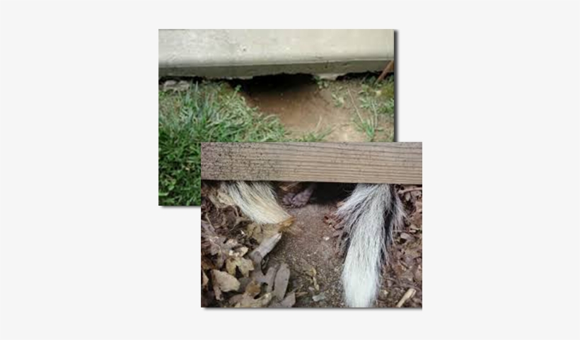 Skunk Removal Is The First Step In Solving A Skunk - Skunk, transparent png