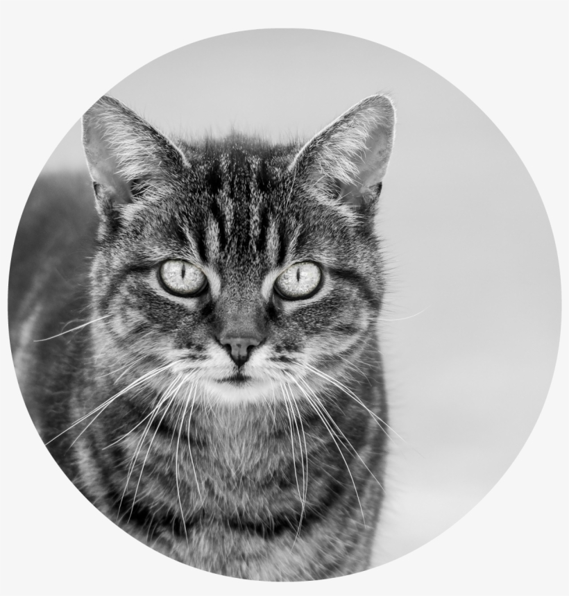 Animals Cats Black And White Cat 089065 - Cat, transparent png