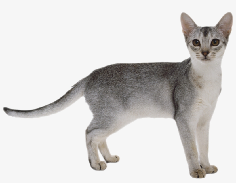 Cats Image White Background Png - Cat Png, transparent png