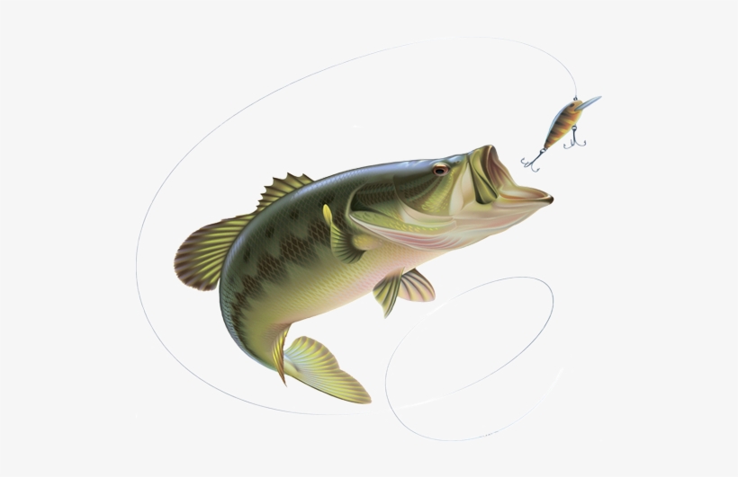 Png Black Bass Fishing Rod - Fishing Pliers Hemostat Locking Stainless Steel Locking, transparent png