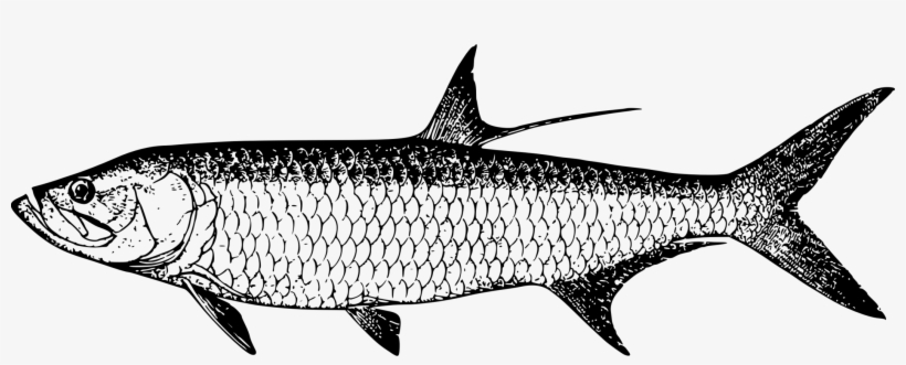 Tarpon Vector Fish Clip Transparent Library - Tarpon Images Clip Art, transparent png
