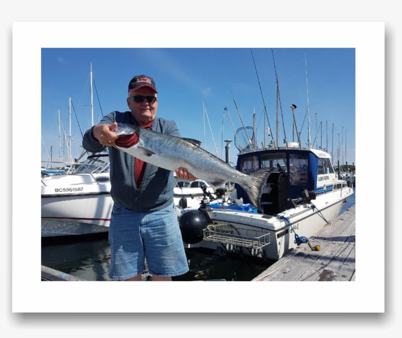 Photos Of Spring Tyee Salmon Coho Salmon Sockeye Salmon - British Columbia, transparent png