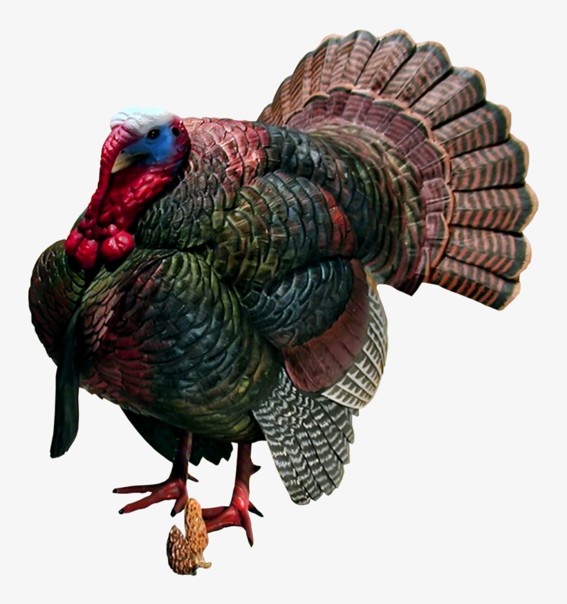 Turkey Bird Png Image With Transparent Background - Clip Art, transparent png