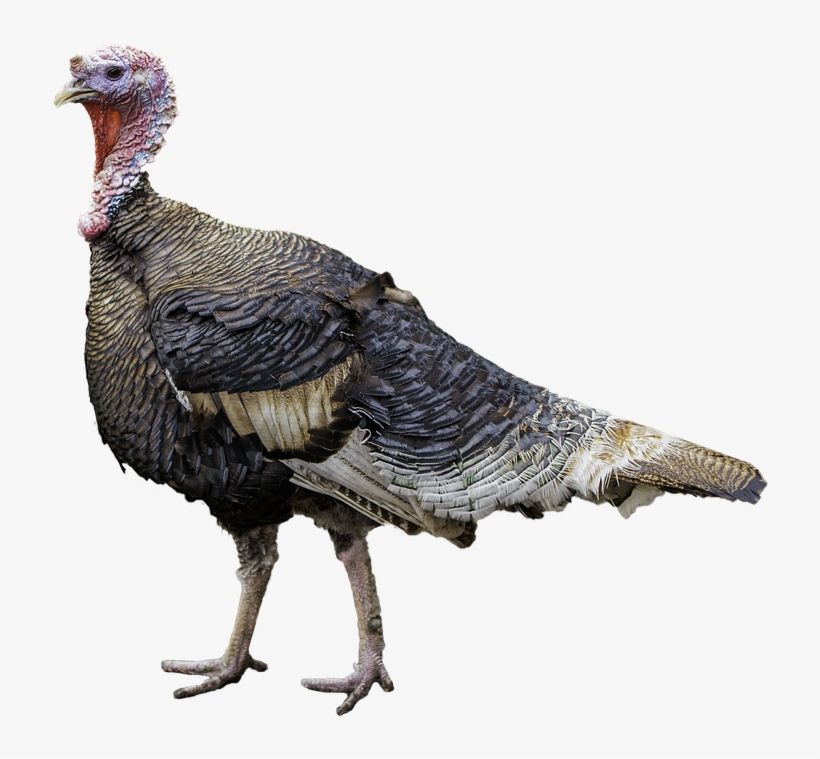 Turkey Bird Png Free Download - Turkey Meat, transparent png