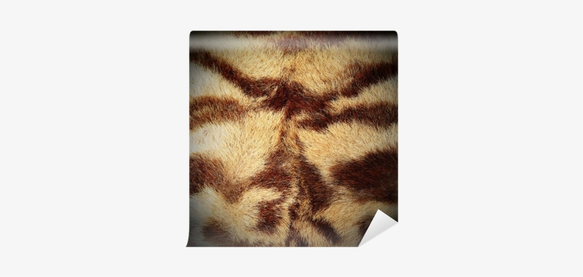 Tigerstripe, transparent png