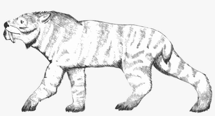 Ennedi Tiger, transparent png