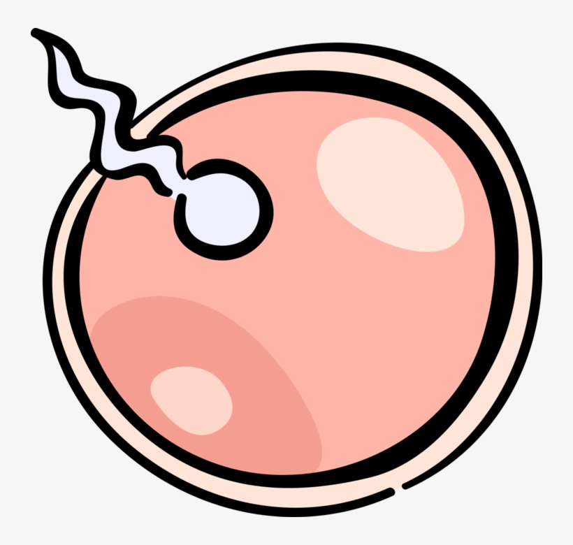 Reproduction Fertilizing Ovum Egg - Sperm And Egg Transparent, transparent png
