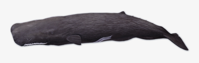 Sperm Whale Png - Voices In The Sea Sperm Whale, transparent png