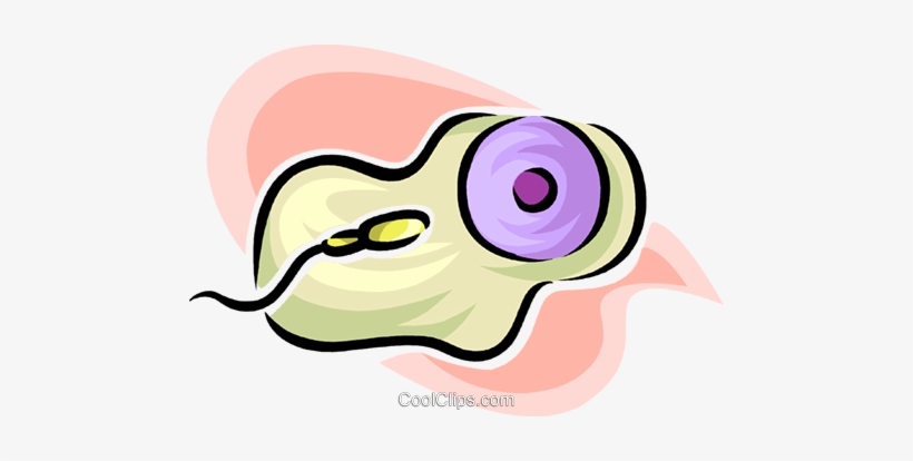 Sperm And An Egg Royalty Free Vector Clip Art Illustration, transparent png
