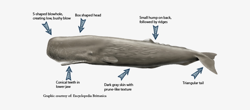Images Of Sperm Whale - Sperm Whale Head Size, transparent png