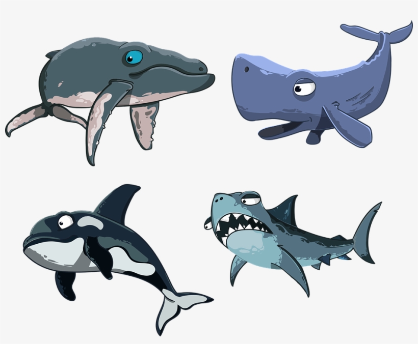 Kit, Sperm Whale, Shark, Killer Whale, Humpback Whale - Killer Whale, transparent png