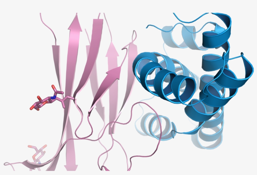 3d Images Of Sperms Binding To The Egg Surface - Karolinska Institutet Clintec, transparent png