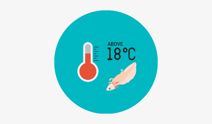 What Is The Best Temperature For Axolotl - Temperature, transparent png