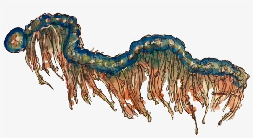Some Transparent Deep Sea Images - Illustration, transparent png