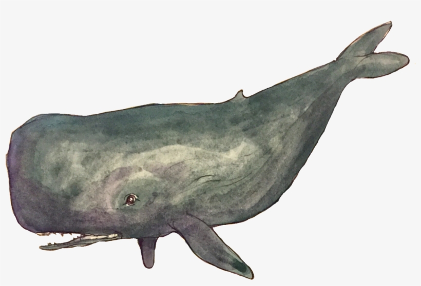 Some Transparent Deep Sea Images - Elephant Seals, transparent png