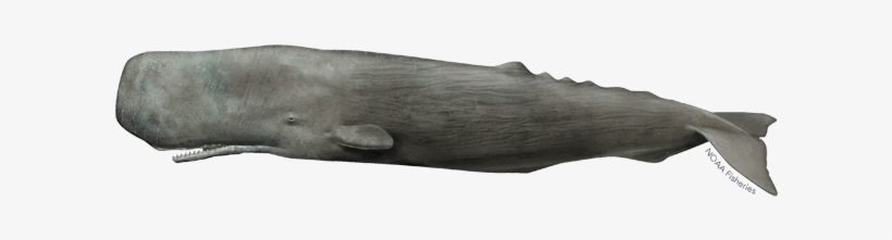 Sperm Whale, transparent png
