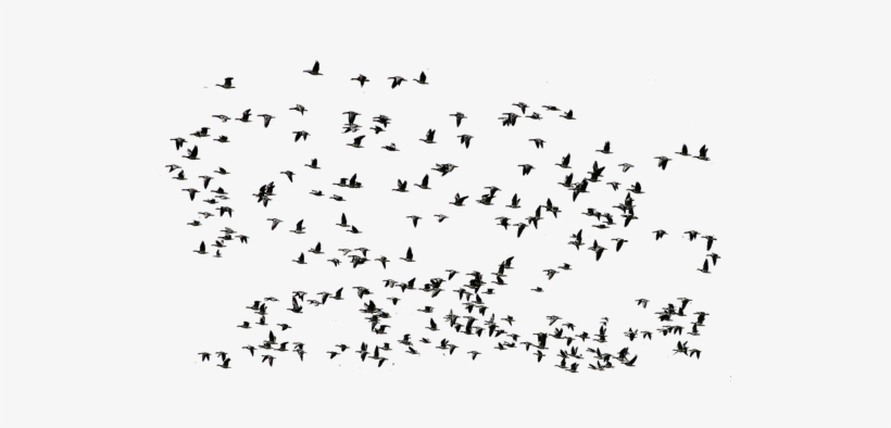 Flying Birds Group Png, transparent png