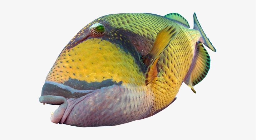 Aquarium - Rock Beauty, transparent png