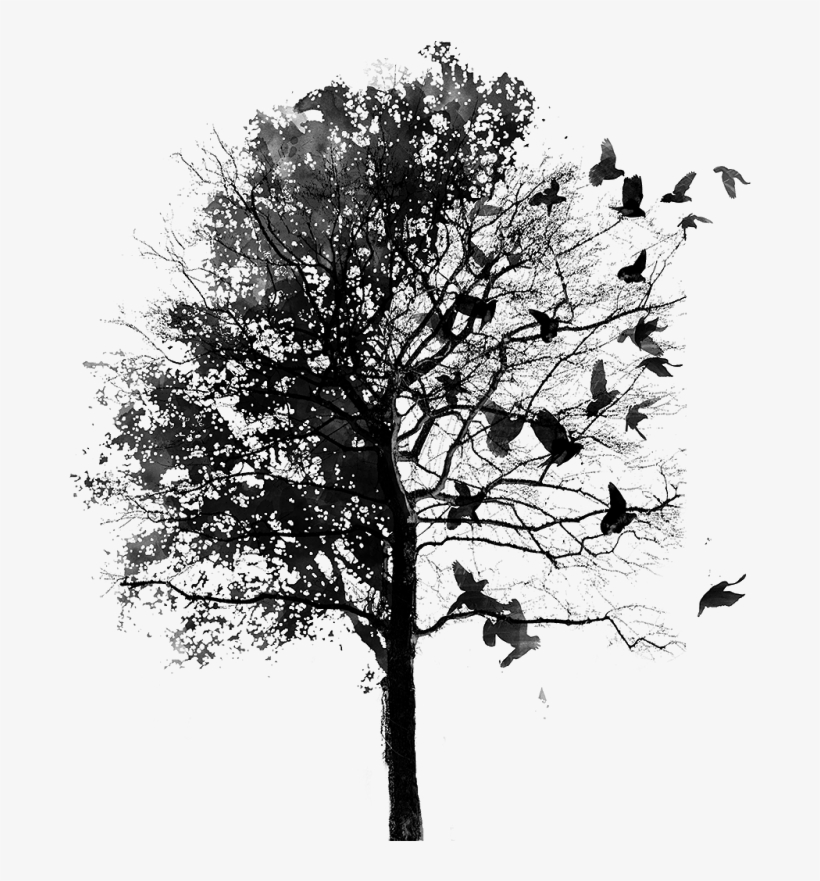 Bird & Tree Png - Fall Instagram Theme Divider, transparent png