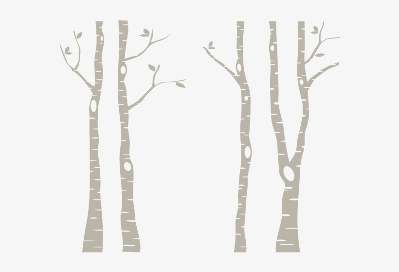 Birch Trees Png - White Birch Trees Png, transparent png