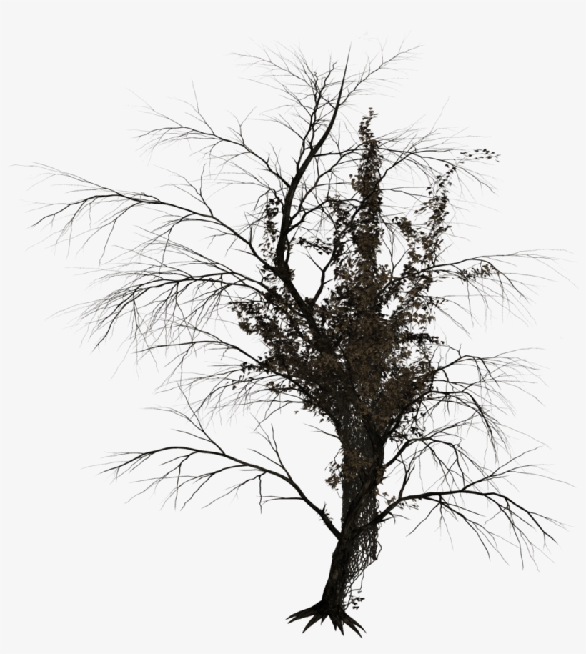 Tree, transparent png