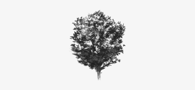 Tree Vector Black And White, Tree Vector Clipart, Tree - Portable Network Graphics, transparent png