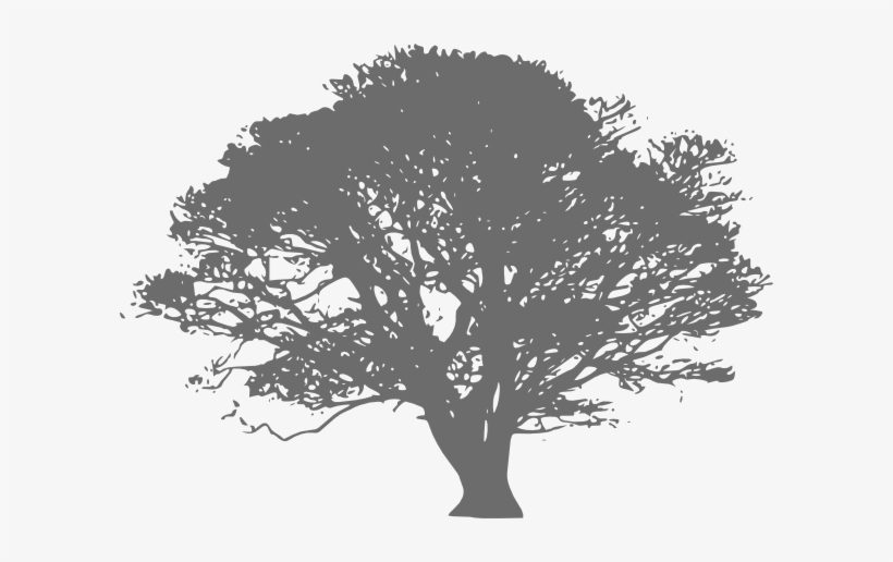 Gray Oak Tree Clip Art At Clker - Olive Tree Black And White, transparent png
