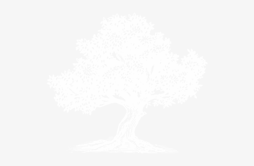 Icon Olive Tree White - Themes, Issues, And Debates In Psychology, transparent png