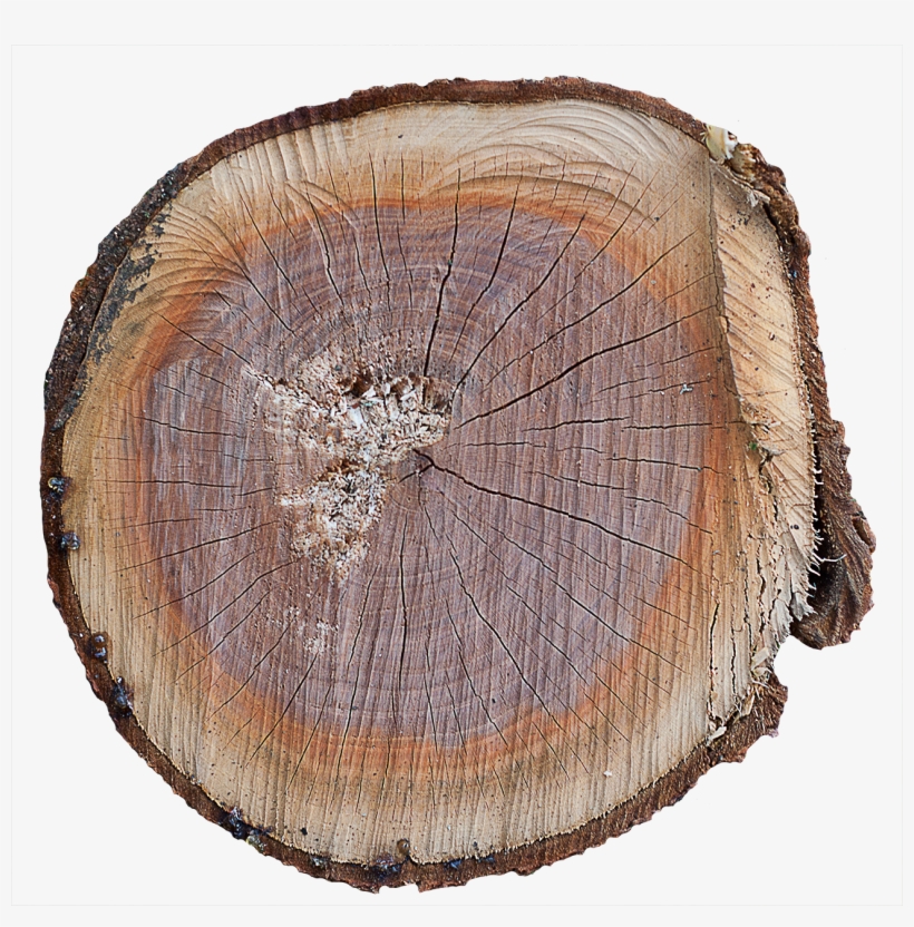 Wood End 28 - Tree Stump, transparent png