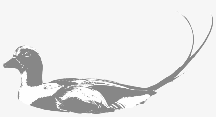 Old-squaw - New York City, transparent png